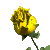 yelrose3.gif